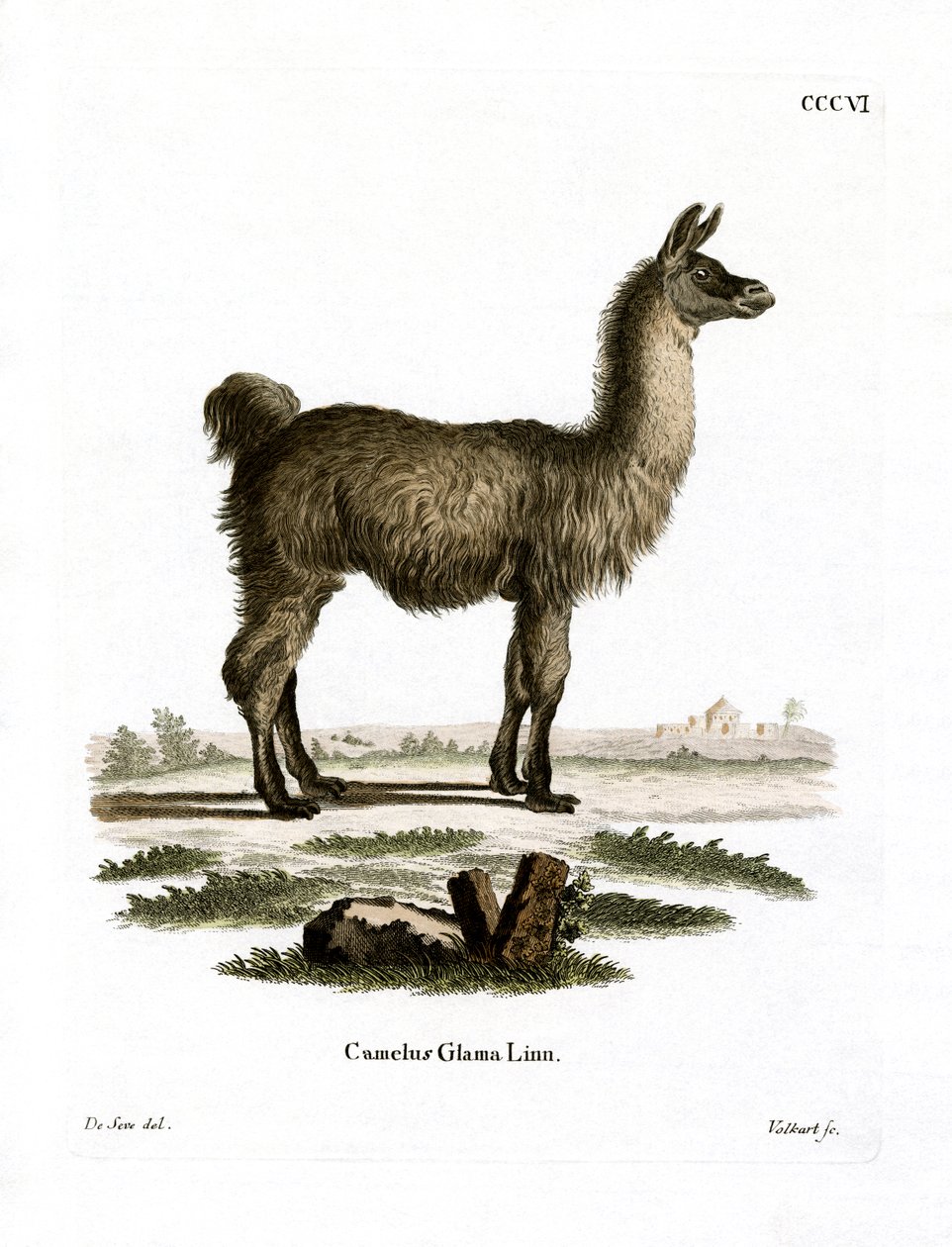 Lama (barevná rytina) od German School