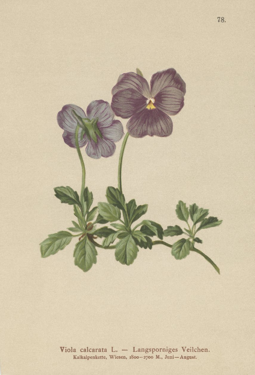 Fialka s dlouhým ostnem (Viola calcarata) od German School