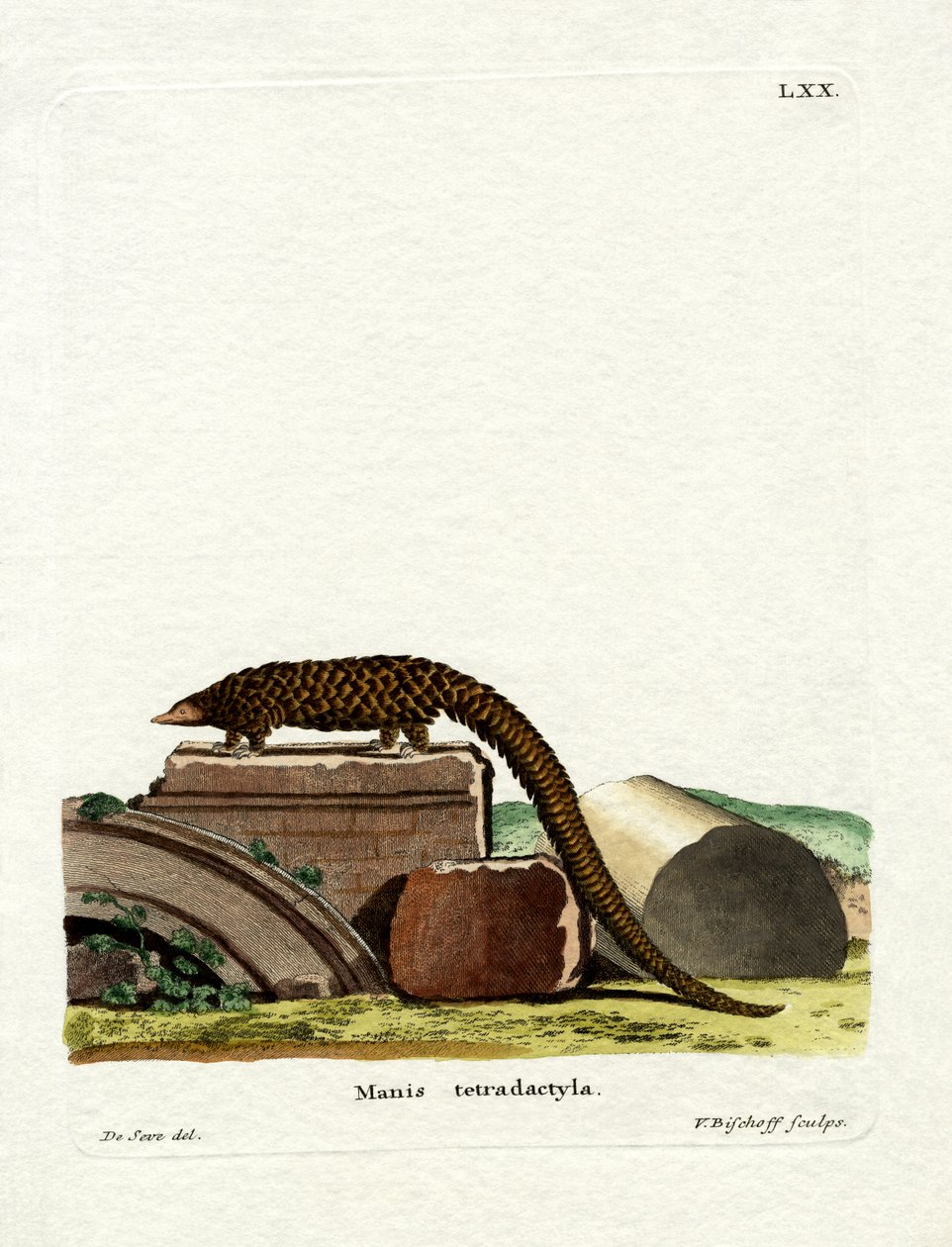 Pangolin dlouhoocasý (barevná rytina) od German School