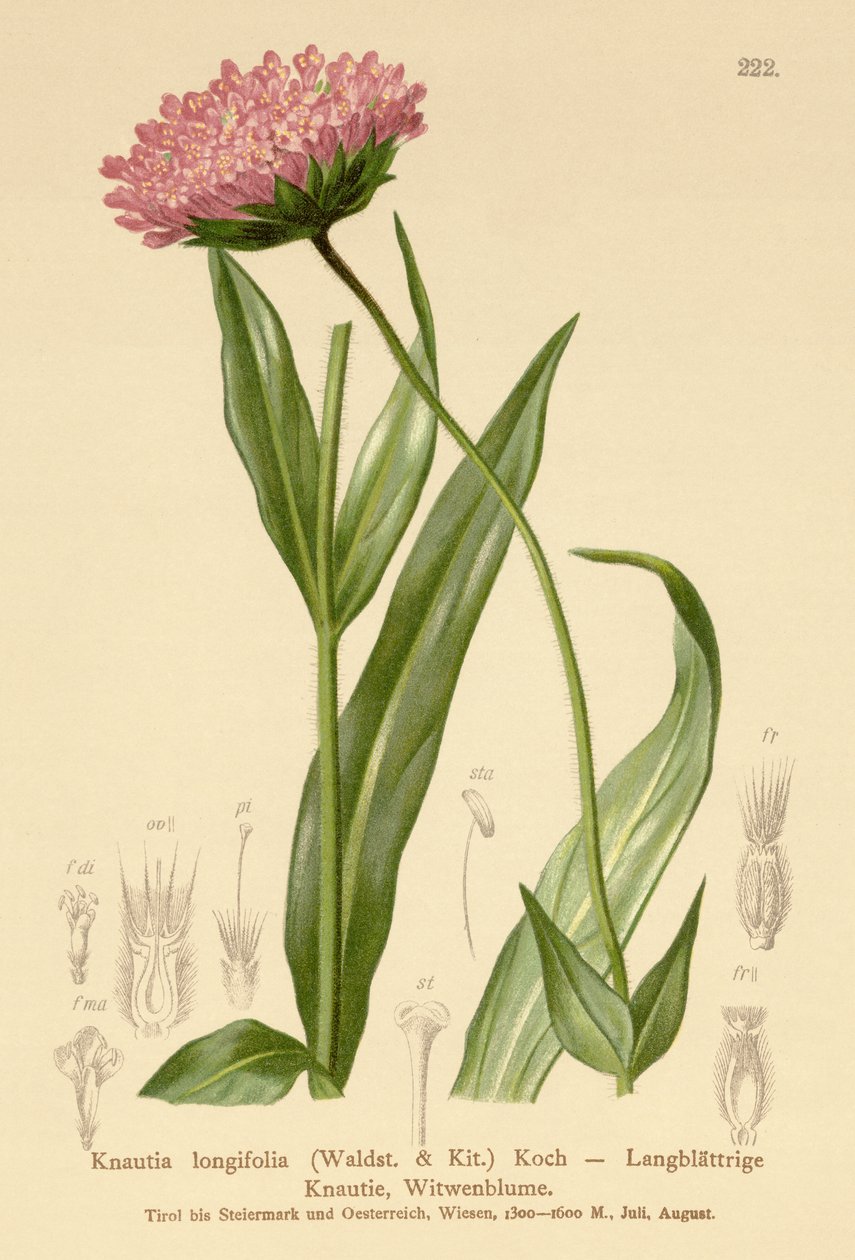 Květina dlouholistá vdova (Knautia longifolia) od German School