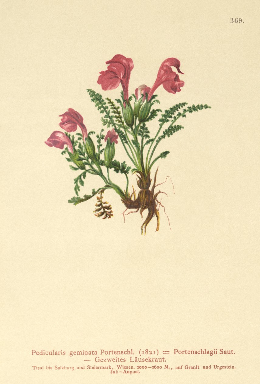 Všivec (Pedicularis geminata, Pedicularis Portenschlagii, Pedicularis pumila) od German School