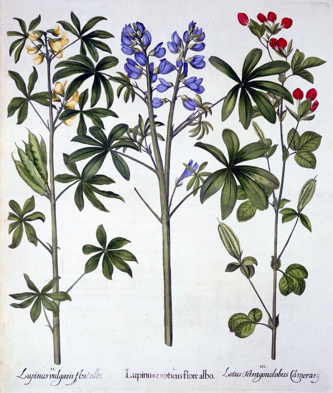 Lupins and Red Asparagus Pea, from Hortus Eystettensis, by Basil Besler (1561-1629), pub. 1613 (ručně kolorovaná rytina) od German School
