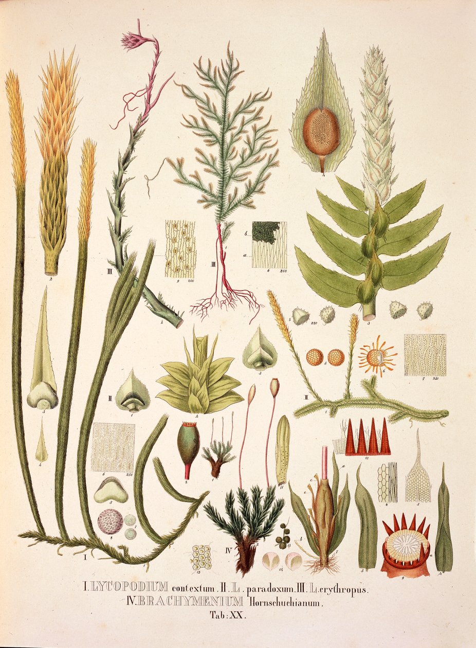 Lycopodium a Brachymenium, tabulka XX z 