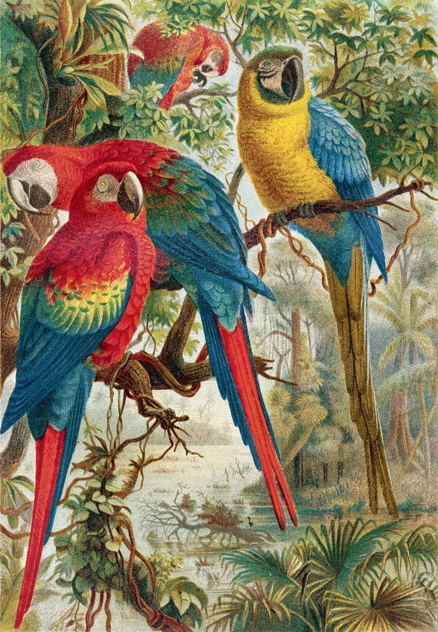 Makakové, deska z Brehmsova Tierlebenu: Allgemeine Kunde des Tierreichs, sv. 5, str. 60, vydal Bibliographisches Institut, 1892. od German School