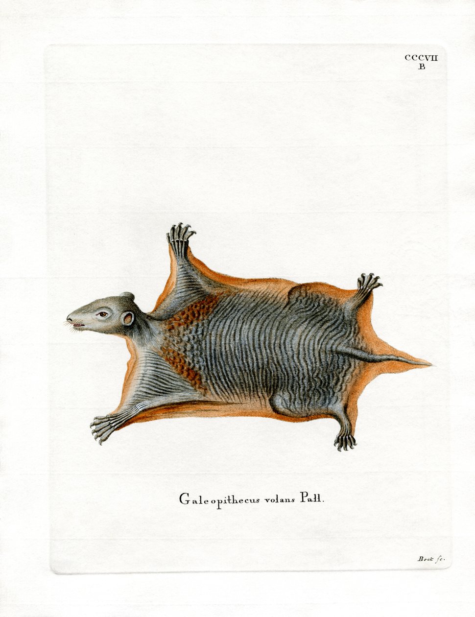 Malayan Flying Lemur (barevná rytina) od German School