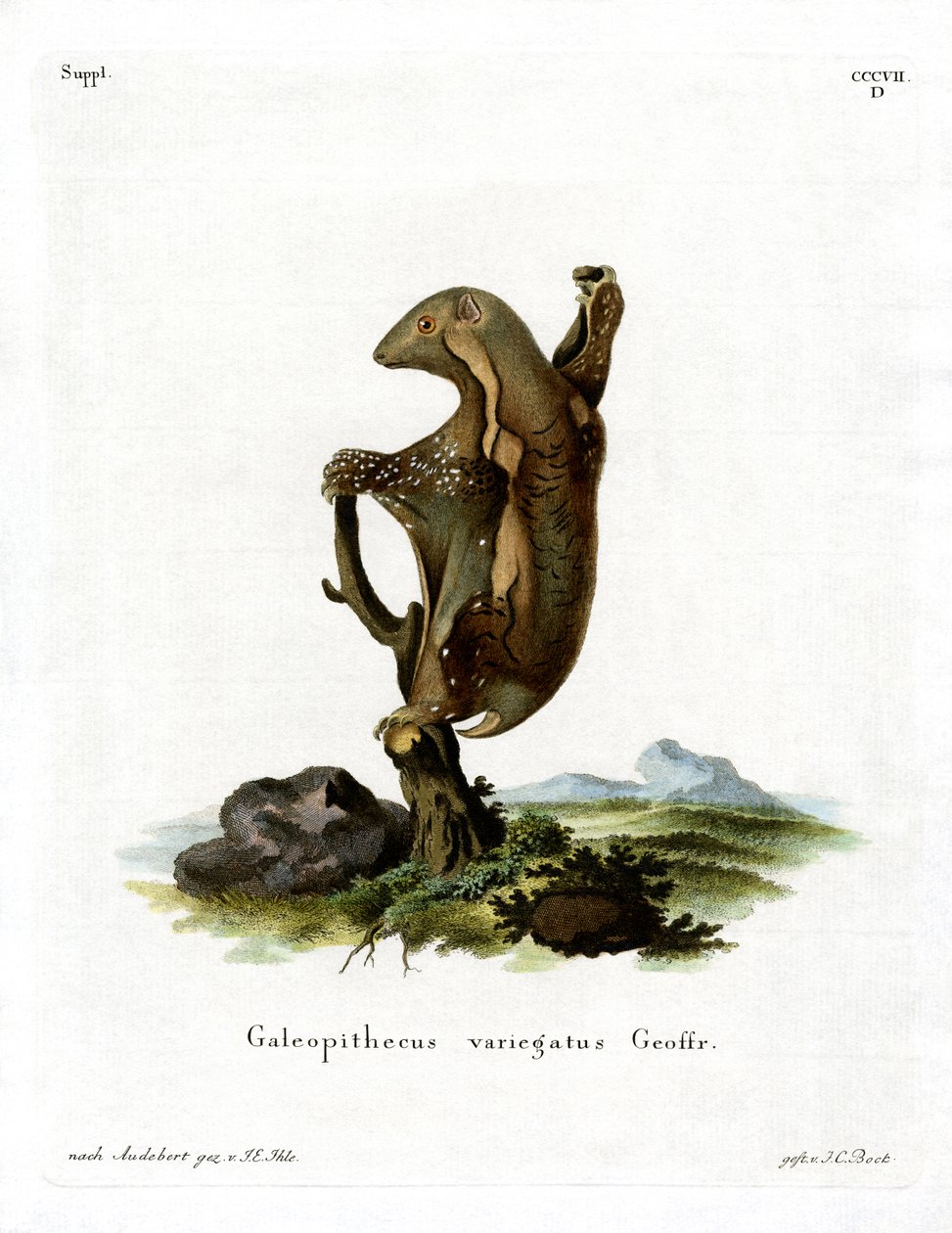 Malayan Flying Lemur (barevná rytina) od German School