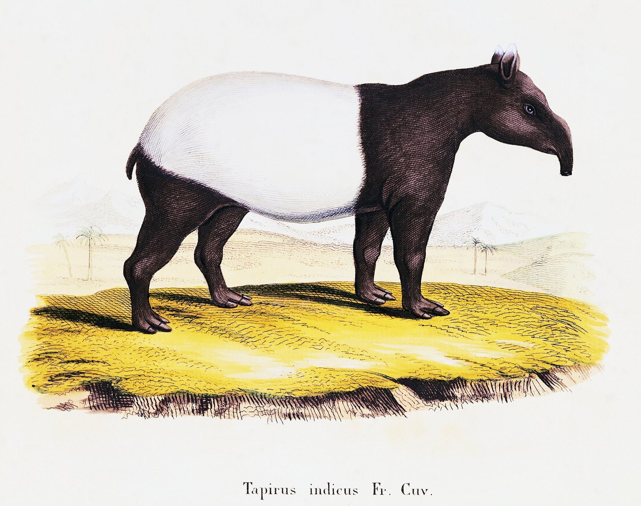 Tapír malajský (Tapirus indicus), ze Savců ilustrovaných z přírody s popisy, Johann Christian Daniel von Schreber (1739-1810), rytina A Fleischmana podle kresby C Webera, svazek 6-7, tabulka 319-A, Německo od German School
