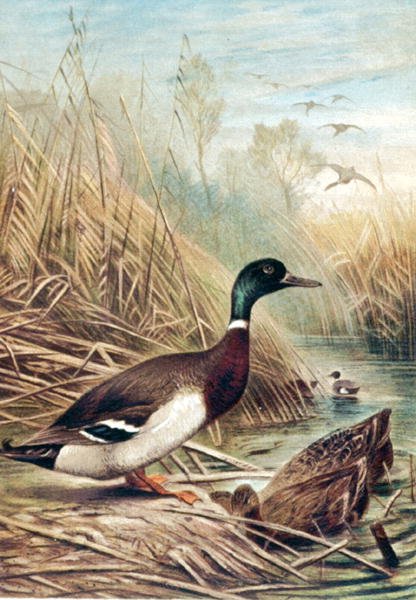 Mallard, deska z "Brehms Tierleben: Allgemeine Kunde des Tierreichs", sv. 6, str. 635, vydal Bibliographisches Institut. od German School