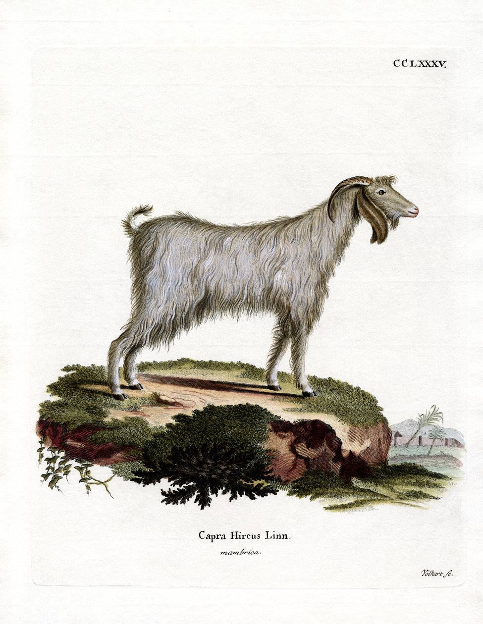 Mamber Goat (barevná rytina) od German School