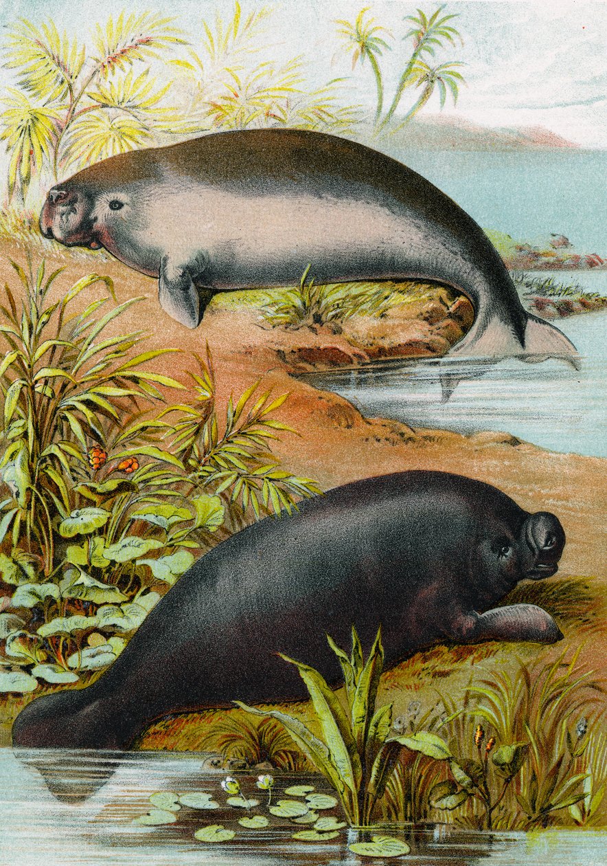 Manatee a Dugong, kolem roku 1880 od German School
