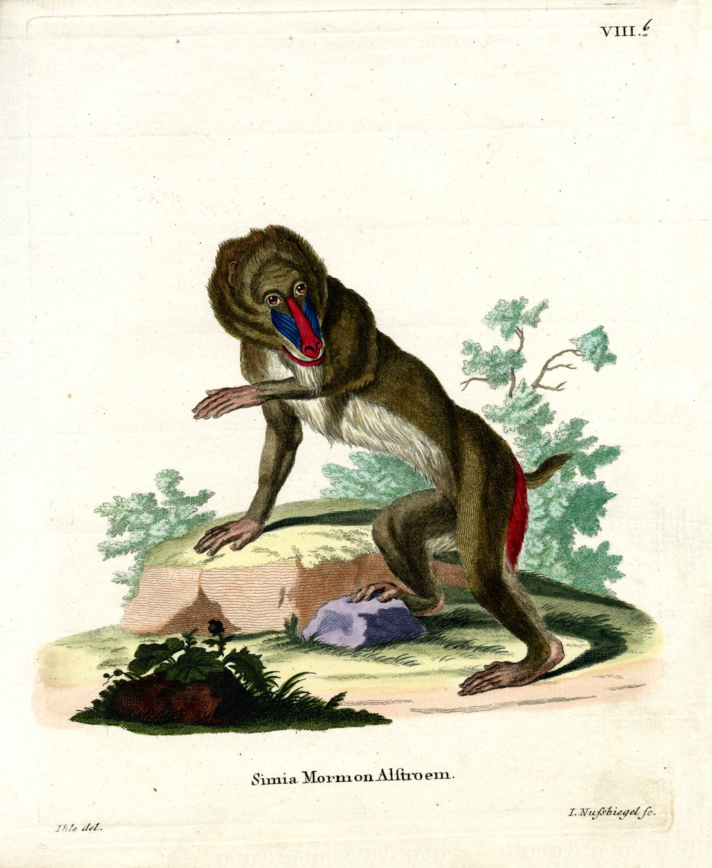 Mandrill (barevné rytí) od German School
