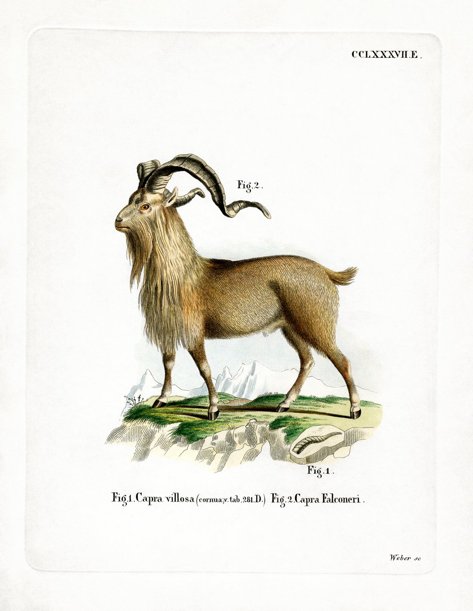 Markhor (barevná rytina) od German School