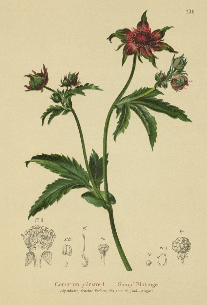 Mochna bahenní (Comarum palustre, Potentilla palustris) od German School