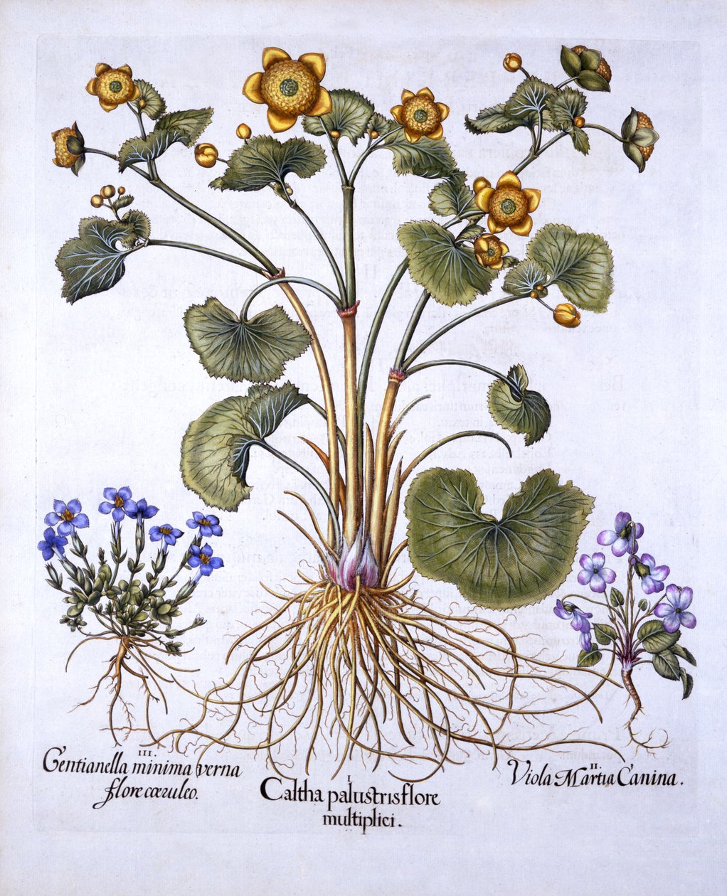 Marsh Marigold, březnová fialka a jarní hořec, od Hortus Eystettensis, Basil Besler (1561-1629), hospoda. 1613 (ručně kolorovaná rytina) od German School