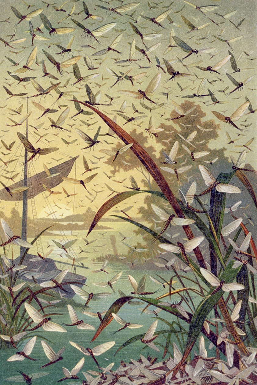 Mayfly, deska z Brehms Tierleben: Allgemeine Kunde des Tierreichs, svazek 9, str. 546, vydal Bibliographisches Institut, 1892 od German School