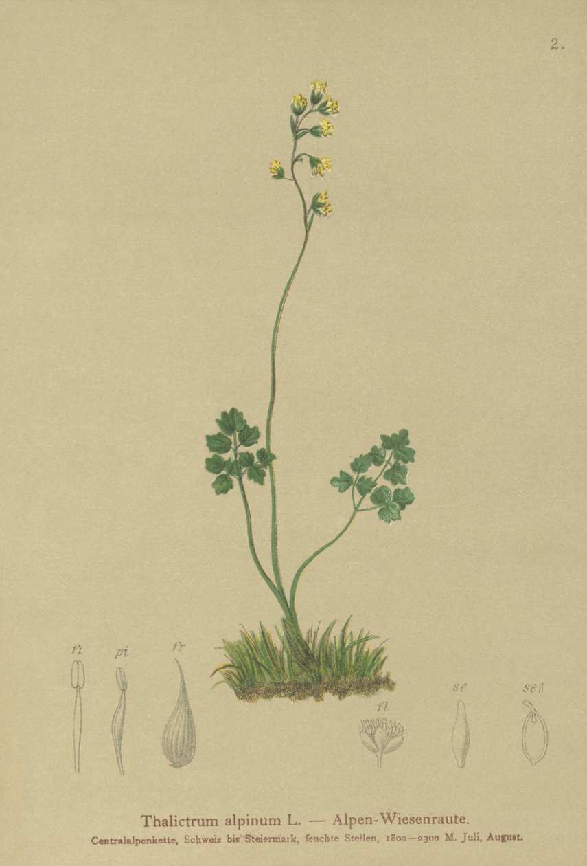 Luční rue (Thalictrum alpinum) od German School