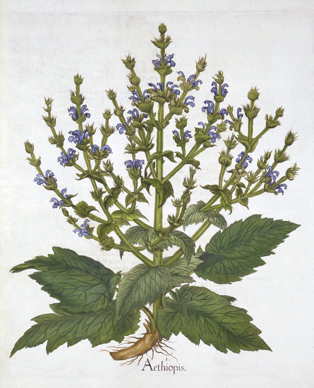 Středomořská šalvěj, z "Hortus Eystettensis", Basil Besler od German School