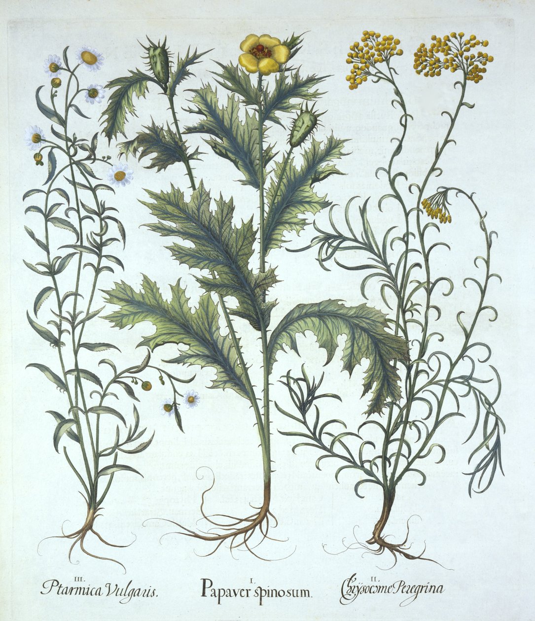 Mexický mák, slaměnka a kýchavice, od Hortus Eystettensis, od Basila Beslera (1561-1629) hospoda. 1613 (ručně kolorovaná rytina) od German School
