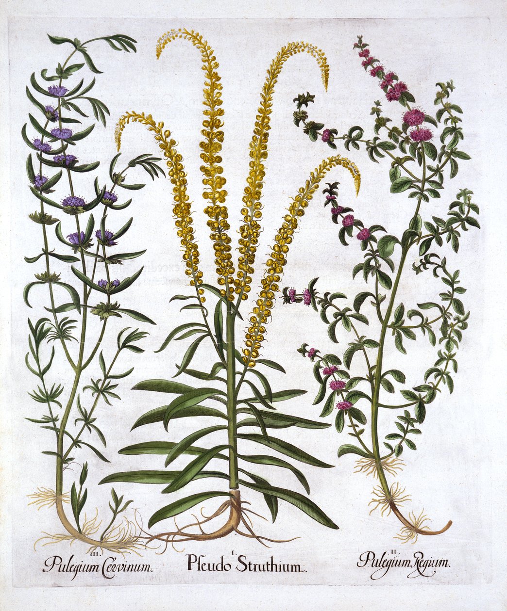 Mignonette, Pennyroyal a Marsh Mint, od Hortus Eystettensis, Basil Besler (1561-1629), hospoda. 1613 (ručně kolorovaná rytina) od German School