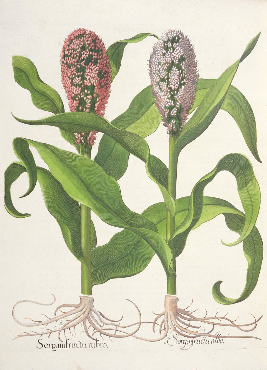 Proso: 1. Čirok s červeným ovocem; Ovoce Sorgo bílé, z Hortus Eystettensis od Basila Beslera (1561-1629), hospoda. 1613 od German School