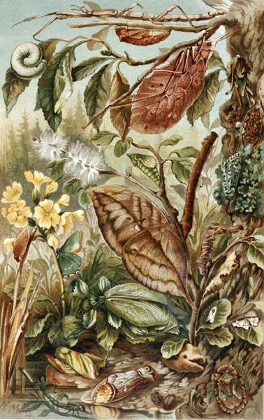 Mimikry hmyzu, deska z "Brehms Tierleben: Allgemeine Kunde des Tierreichs", sv. 9, s. 10, vydal Bibliographisches Institut od German School