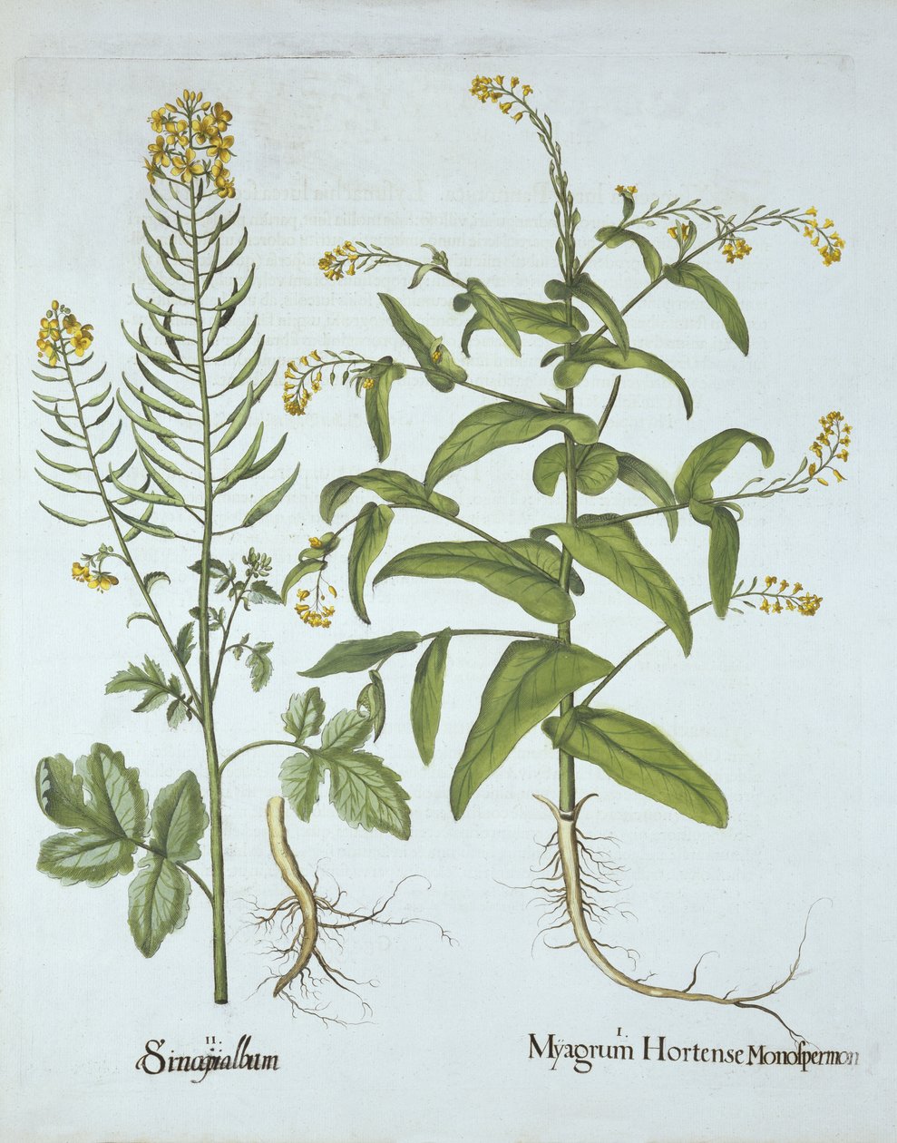 Mitre Cress and White Hořčice, od Hortus Eystettensis, Basil Besler (1561-1629), hospoda. 1613 (ručně kolorovaná rytina) od German School