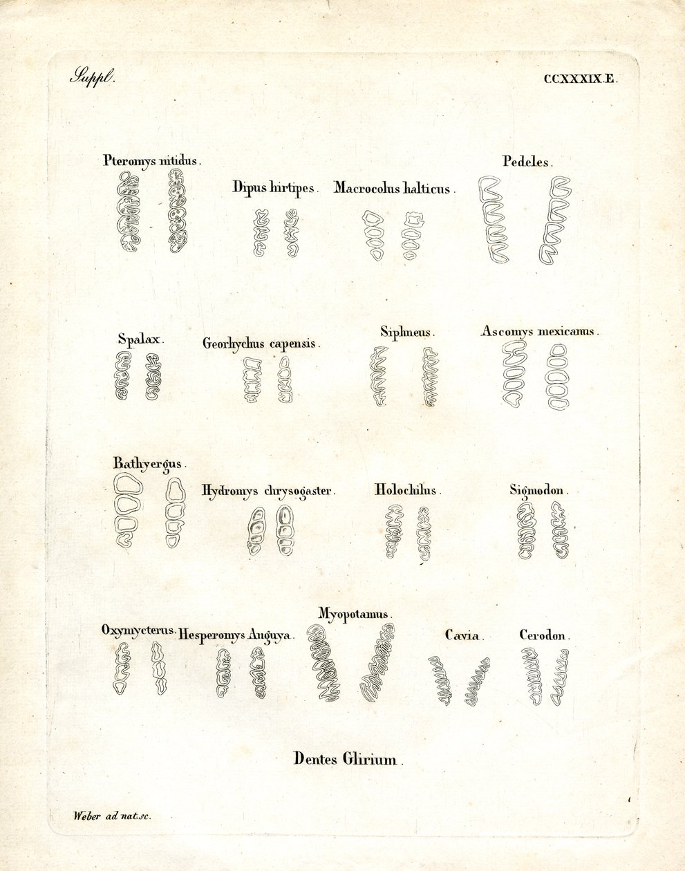 Stoličky (barevné rytí) od German School