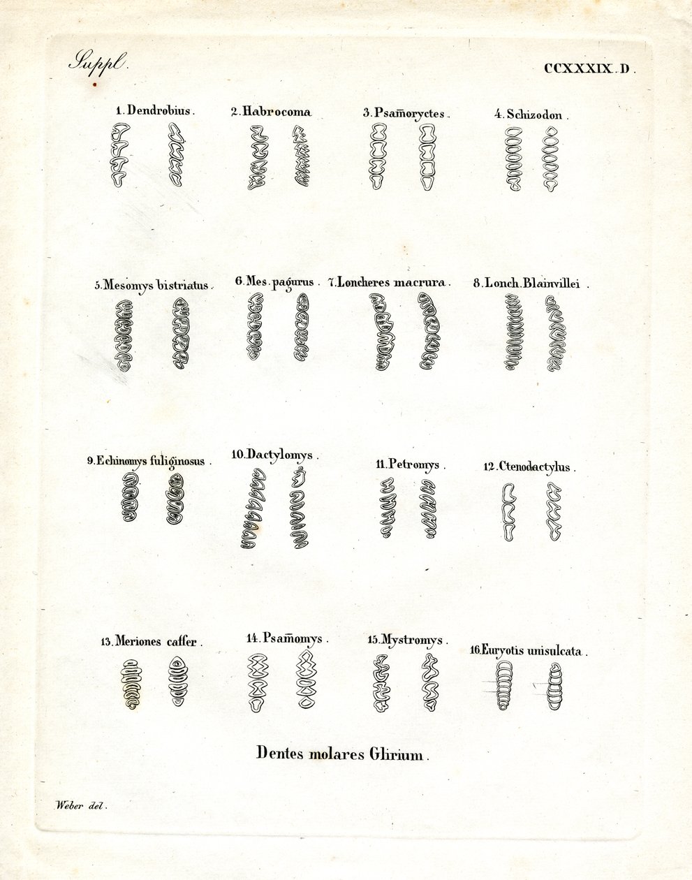 Stoličky (barevné rytí) od German School