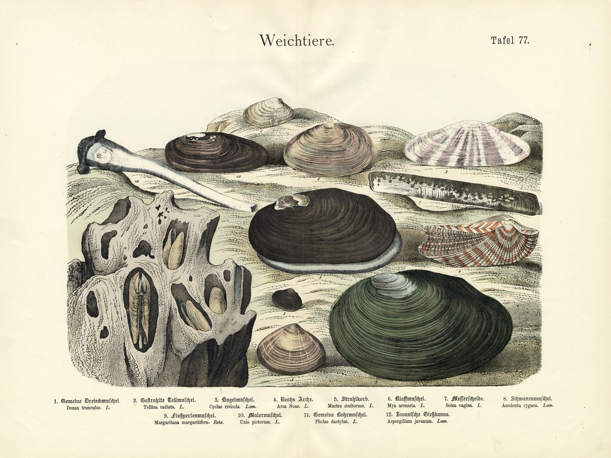 Měkkýši, cca 1860 (barevná litografie) od German School