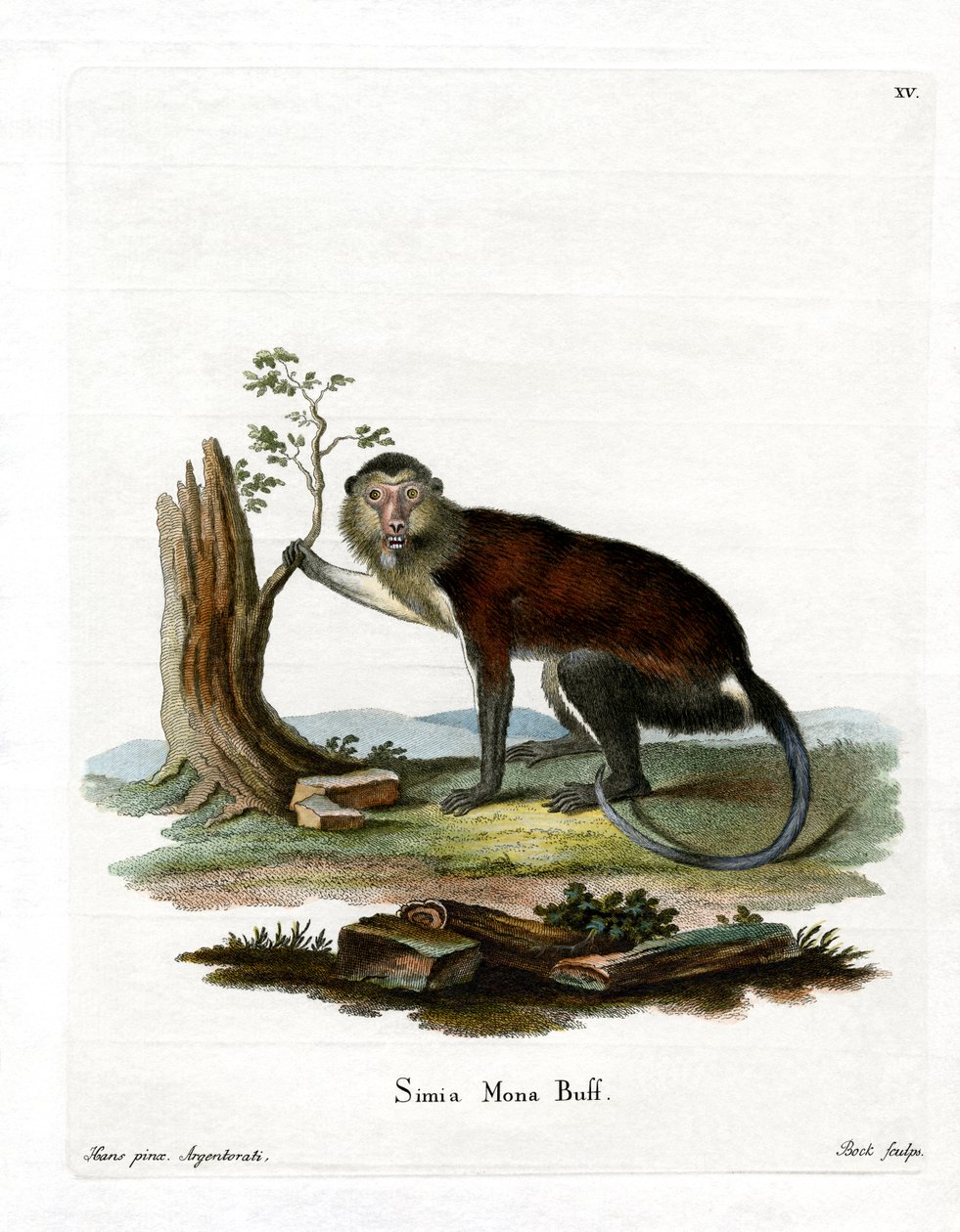 Mona Monkey (barevná rytina) od German School