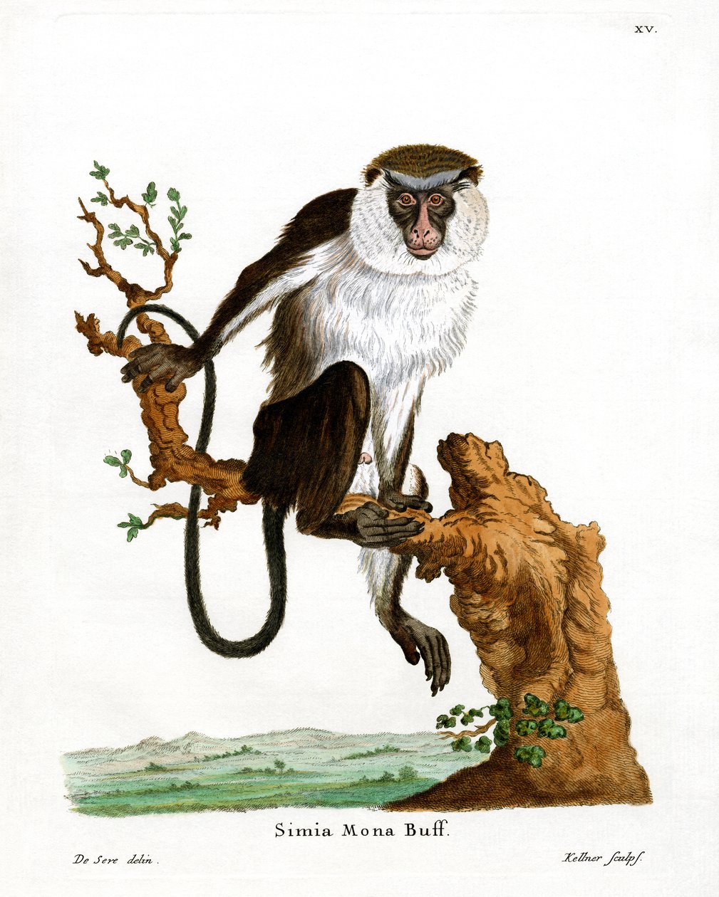 Mona Monkey (barevná rytina) od German School