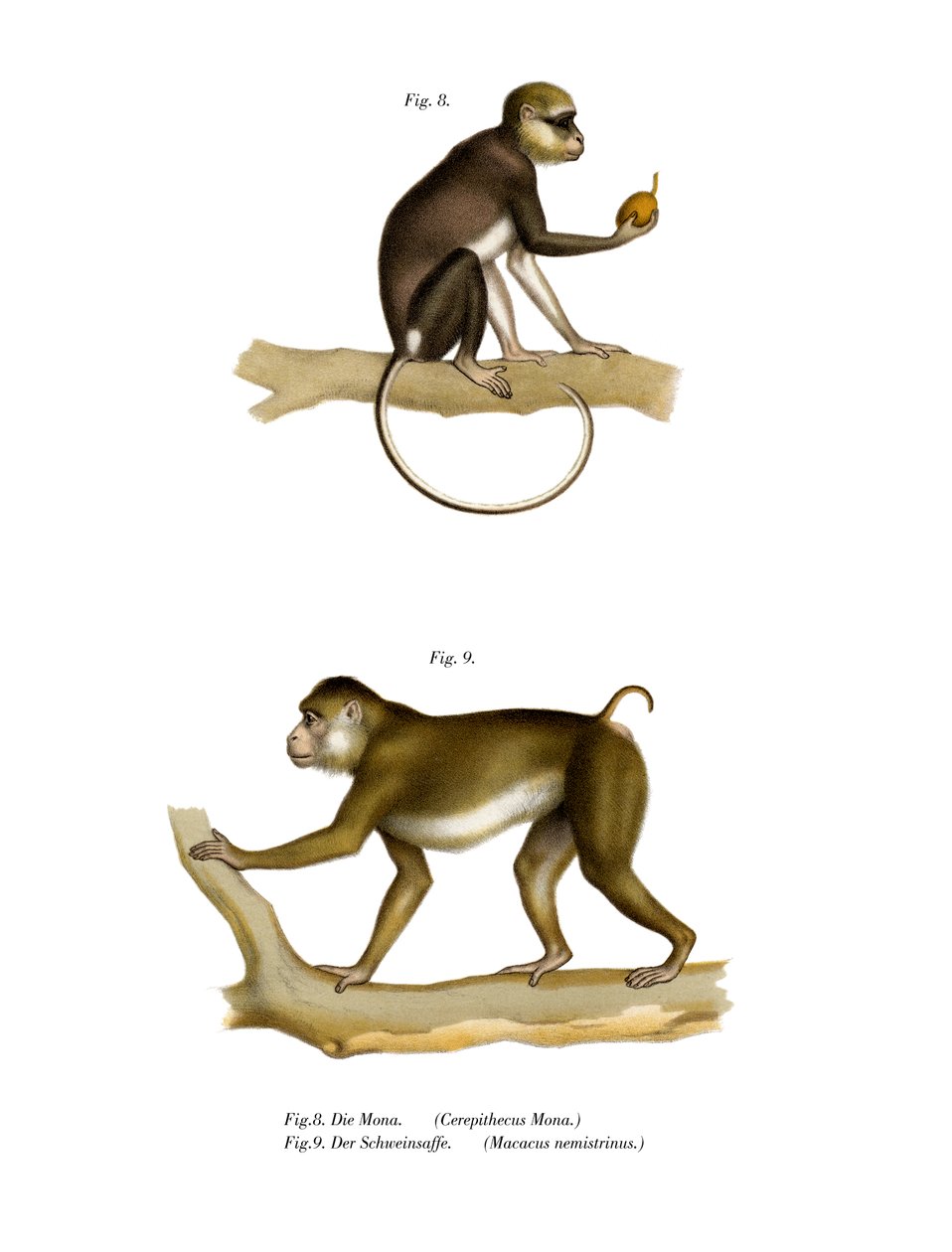 Mona Monkey, 1860 od German School