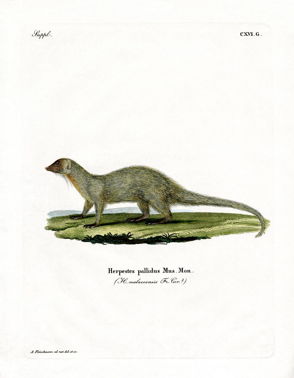 Mongoose (barevné rytí) od German School