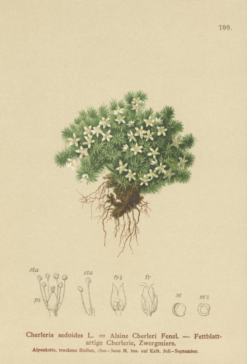 Mechový cyphel (Cherleria sedoides, Minuartia sedoides, Alsine Cherleri) od German School