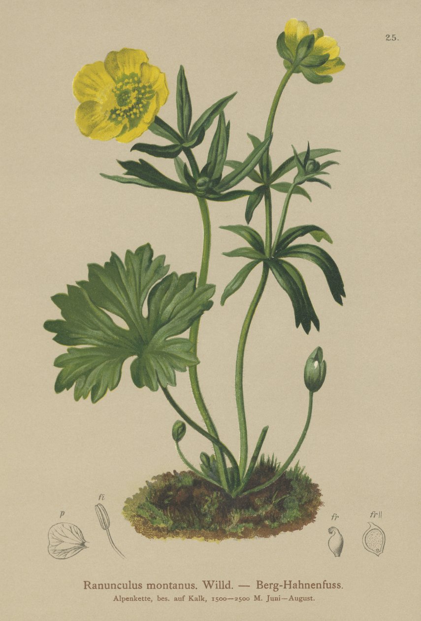 Vraník horský (Ranunculus montanus) od German School
