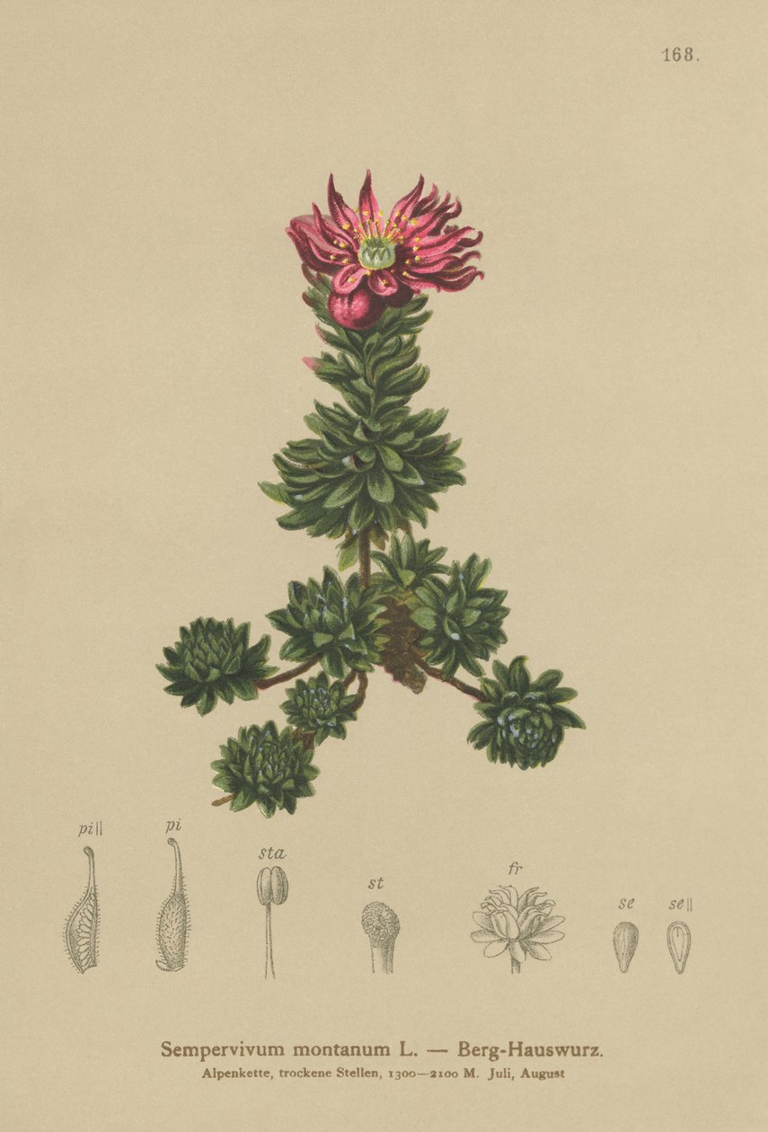 Netřesk horský (Sempervivum montanum) od German School
