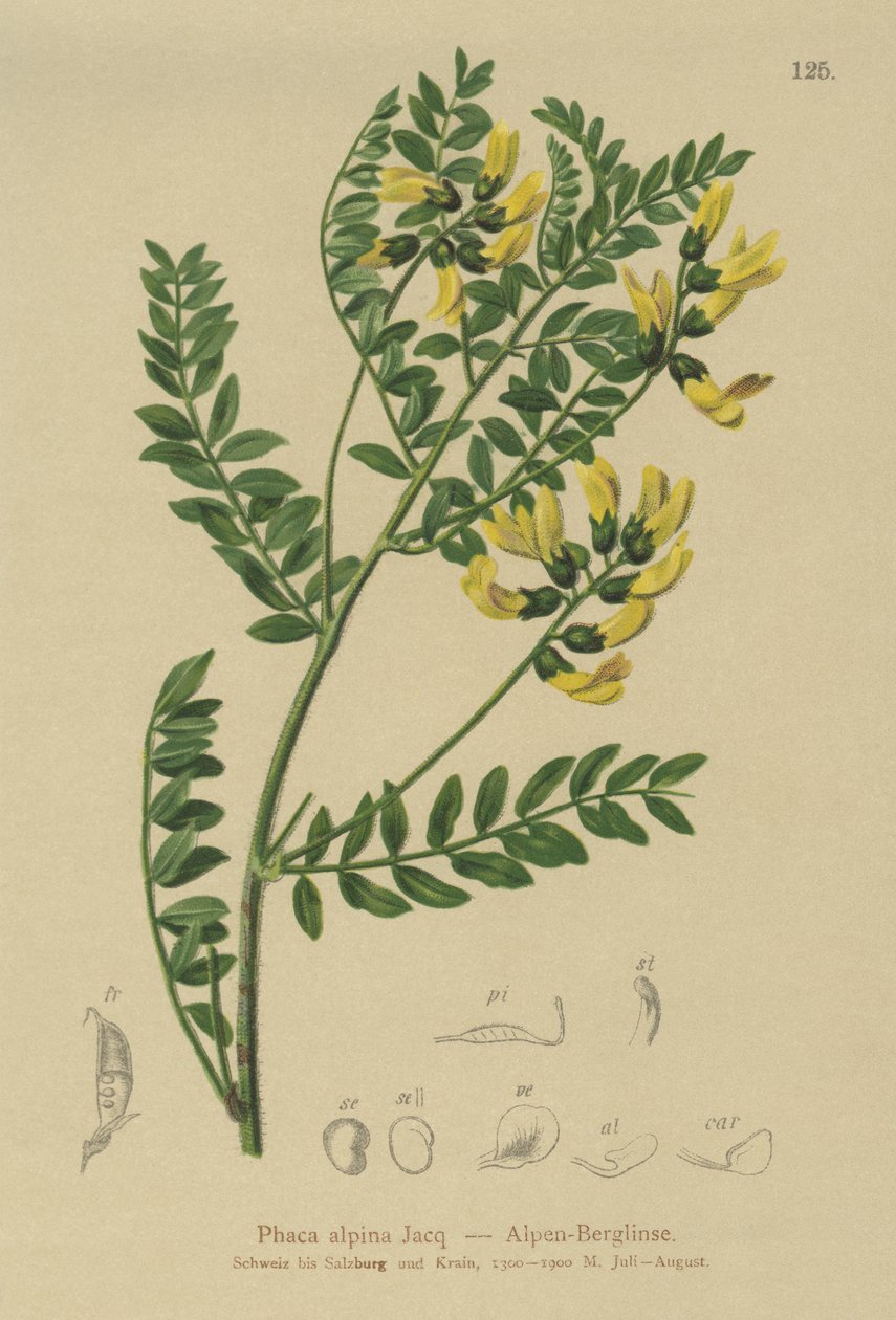 Čočka horská (Phaca alpina, Astragalus alpinus, Astragalus penduliflorus, Colutea alpina, Phaca alpina, Tragacantha penduliflora) od German School