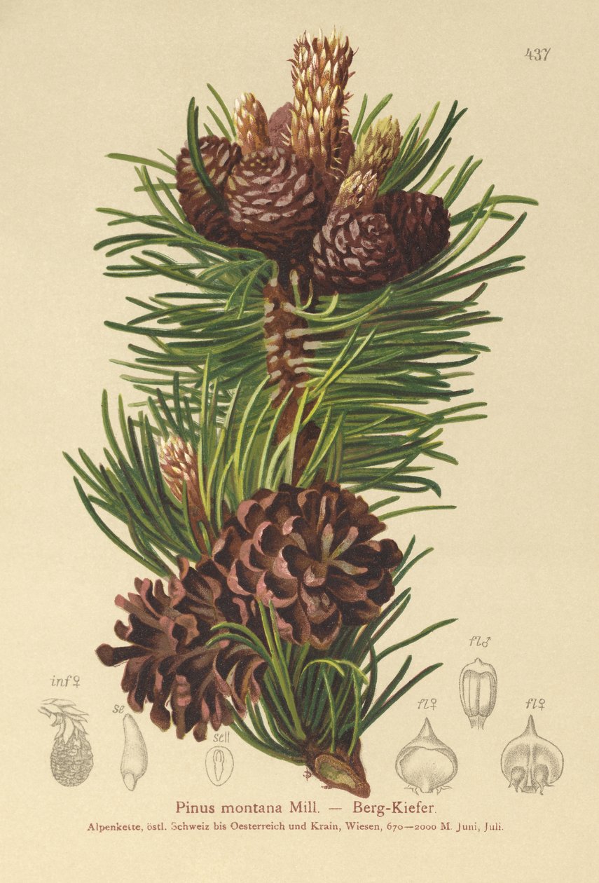 Borovice horská (Pinus montana, Pinus mugo) od German School