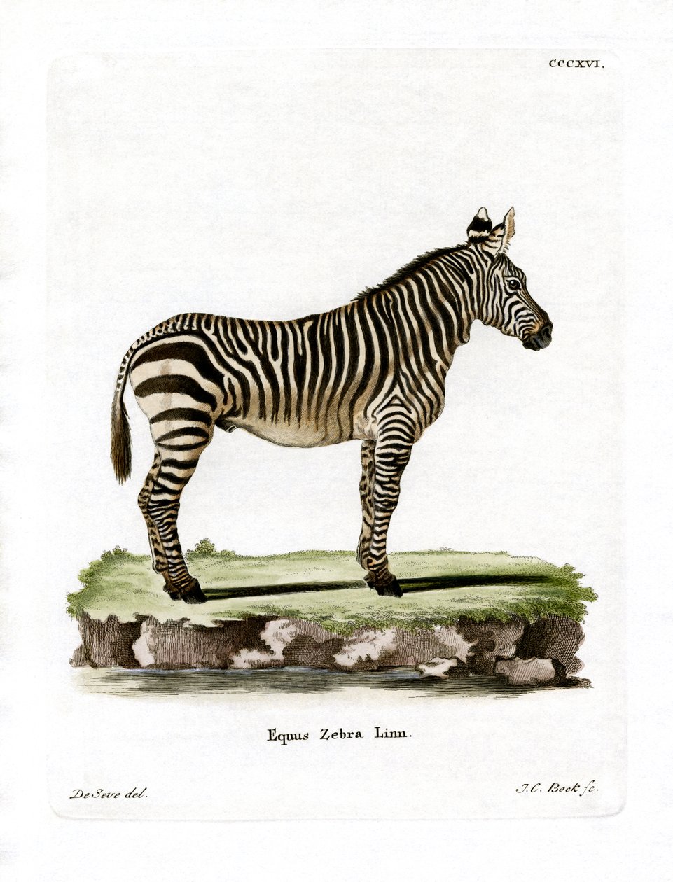 Mountain Zebra (barevná rytina) od German School