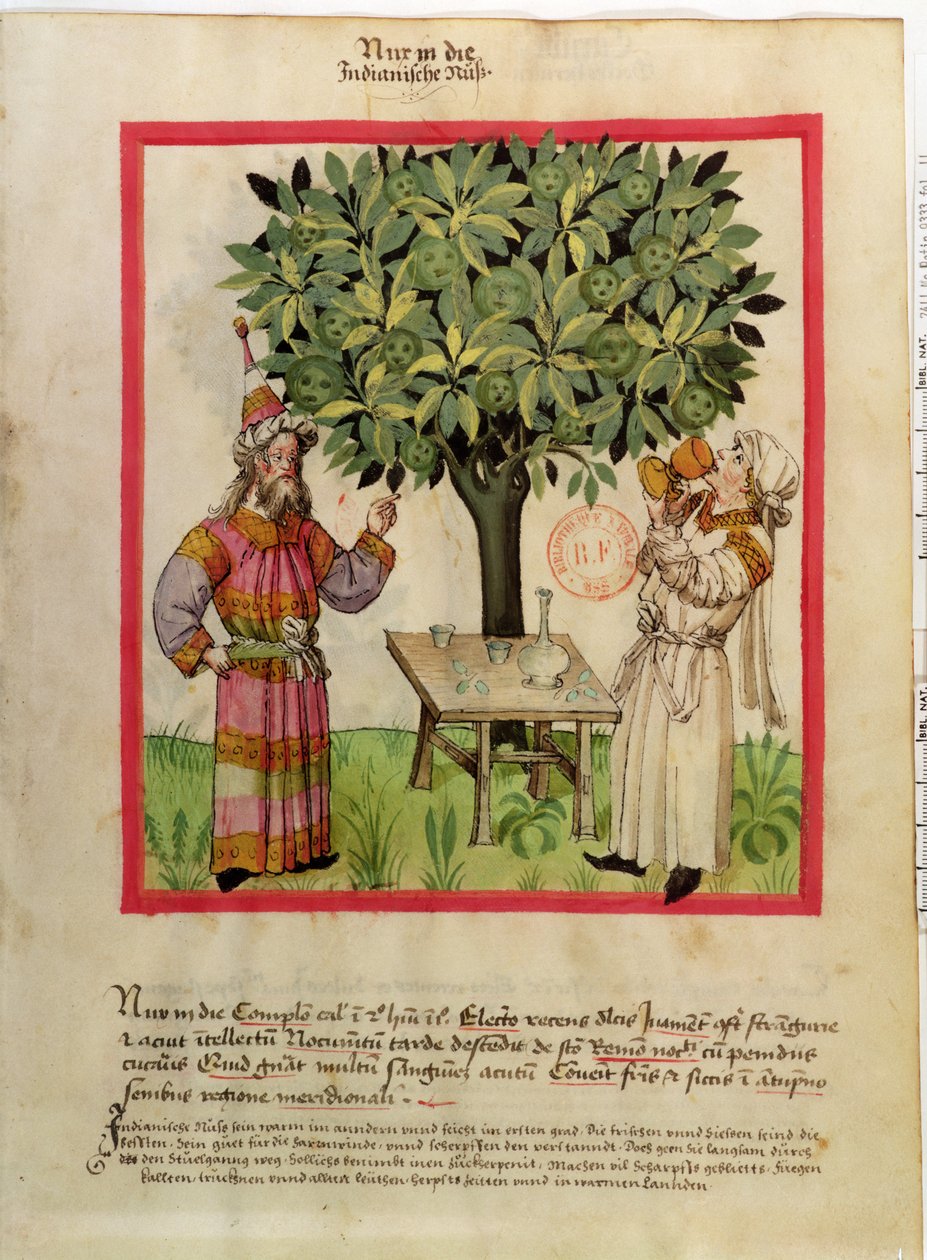 Ms.Lat.9333 fol.11 Sklizeň muškátového oříšku, od Tacuinum Sanitatis od German School