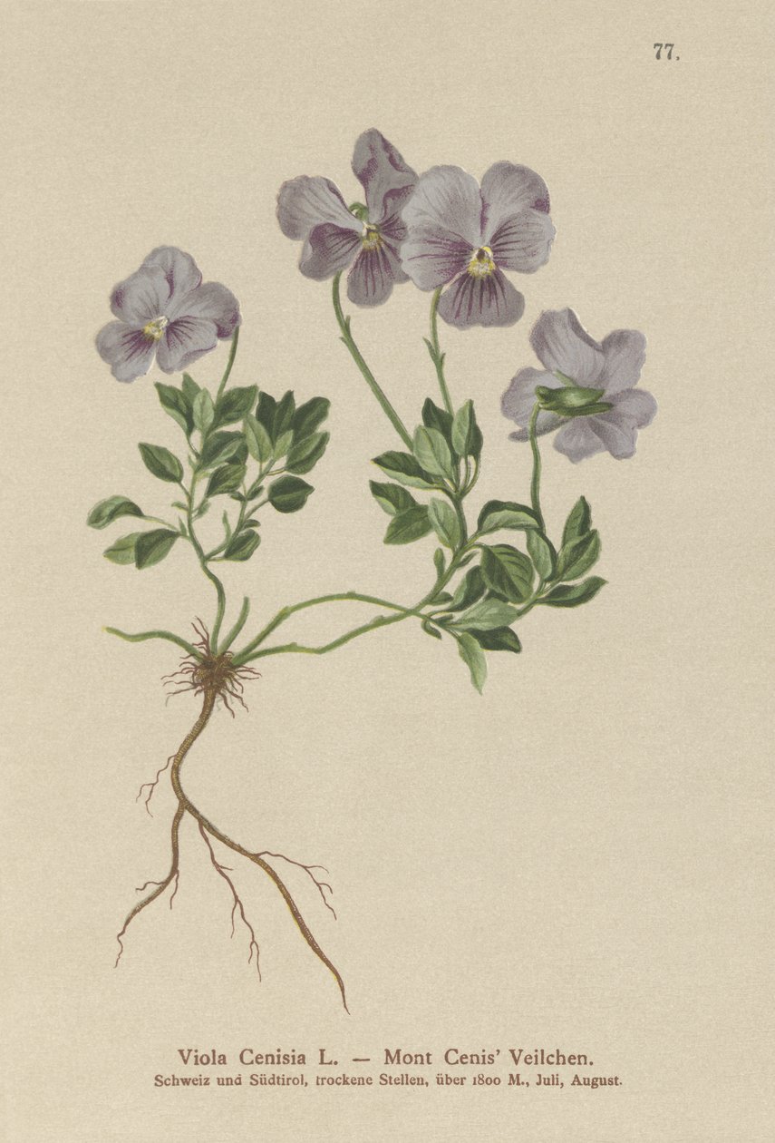 Mt. Cenis Pansy (Viola Cenisia) od German School