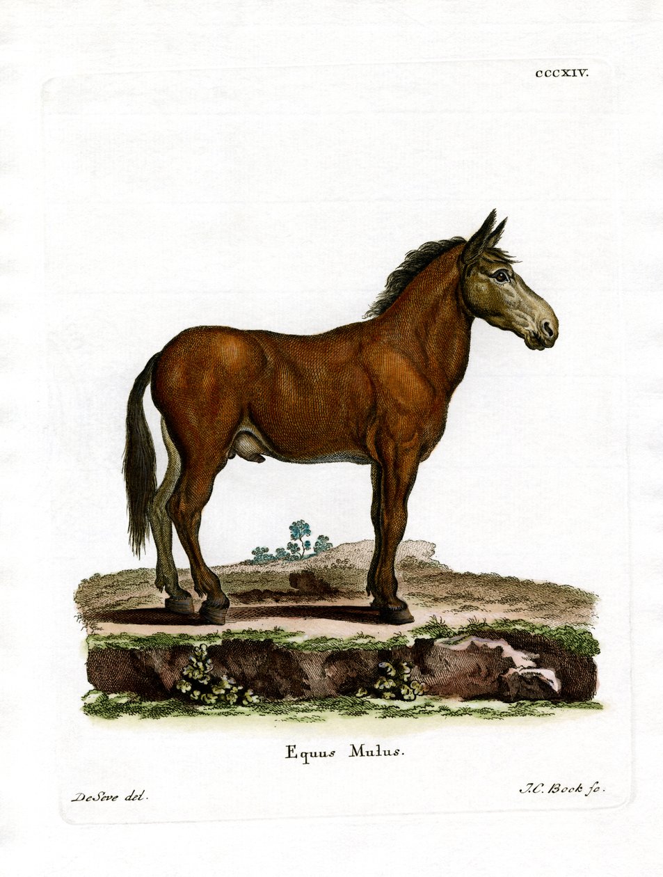 Mule (barevné rytí) od German School