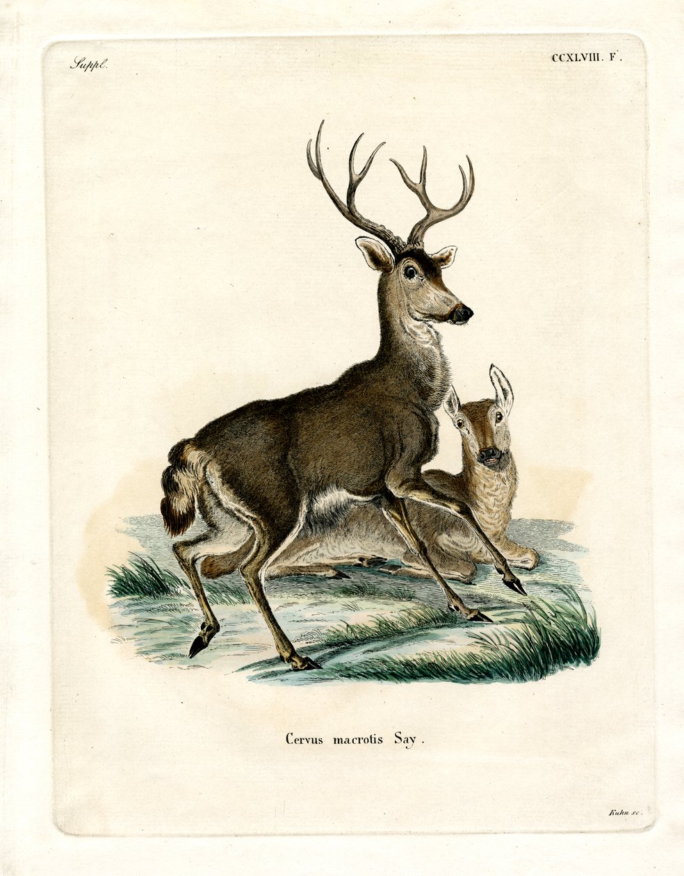 Mule Deer (barevná rytina) od German School