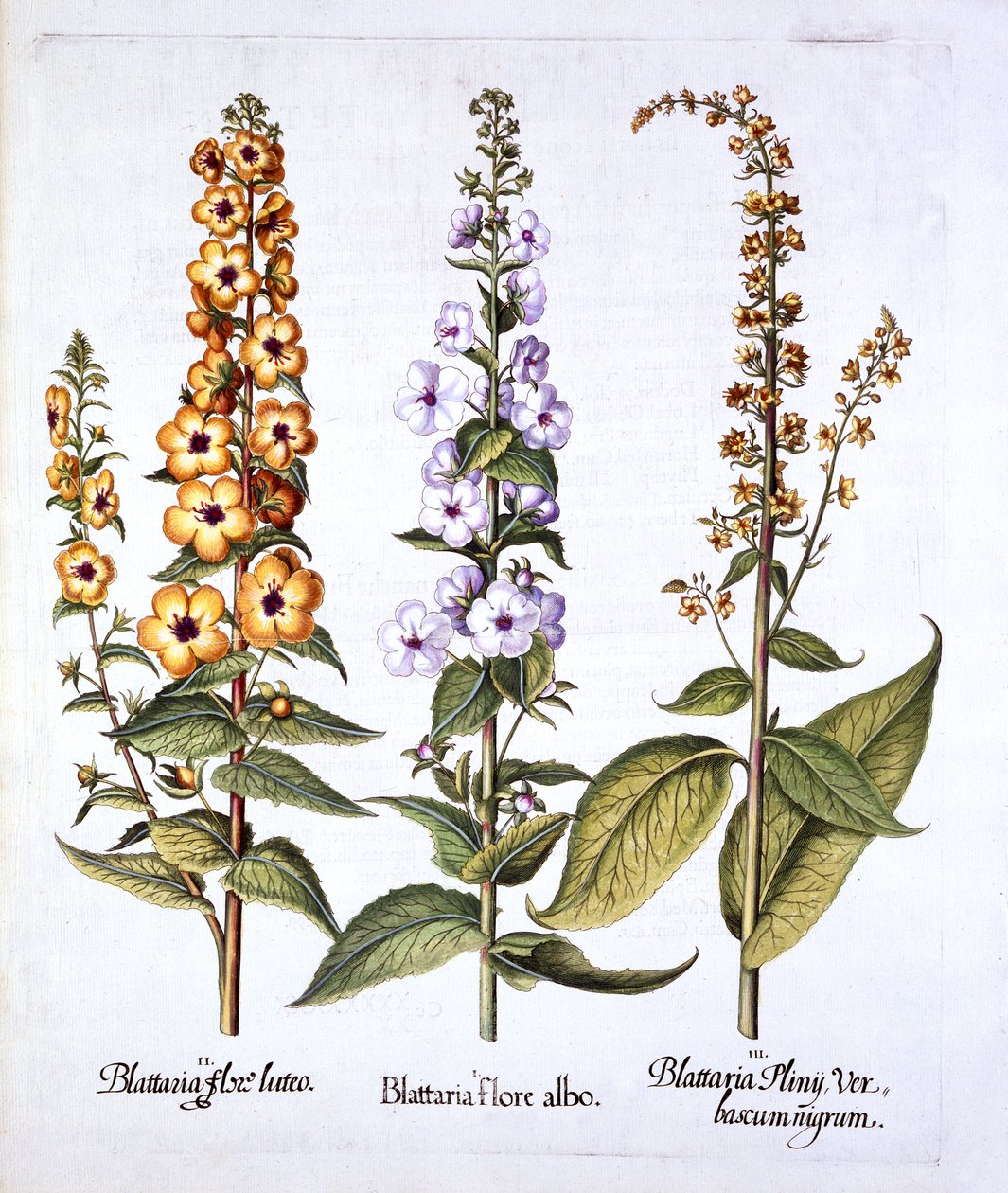 Mullein, rod Verbascum, z Hortus Eystettensis, od Basila Beslera (1561-1629), pub. 1613 (ručně kolorovaná rytina) od German School