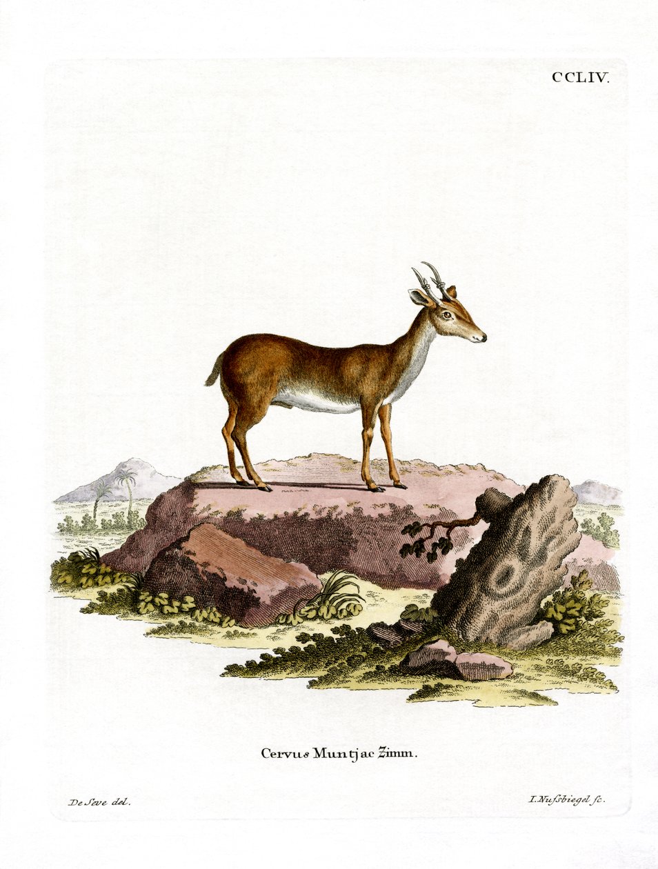 Muntjac (barevná rytina) od German School