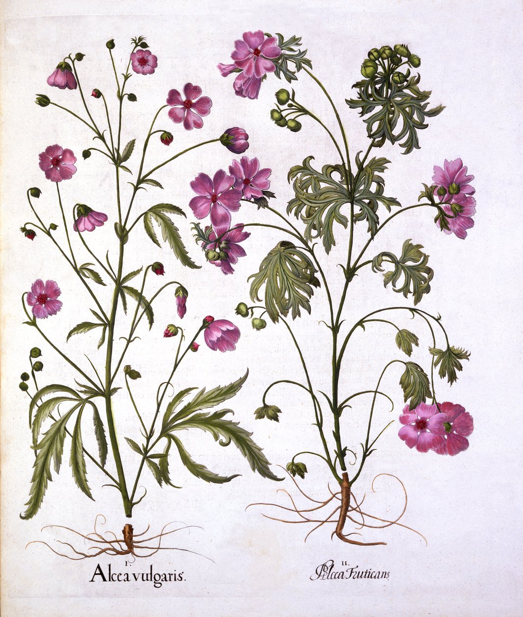 Musk Mallow, od Hortus Eystettensis, Basil Besler (1561-1629), hospoda. 1613 (ručně kolorovaná rytina) od German School