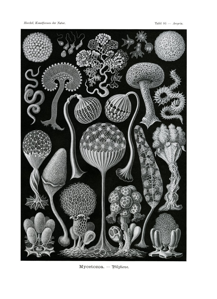 Mycetozoa, 1899-1904 od German School