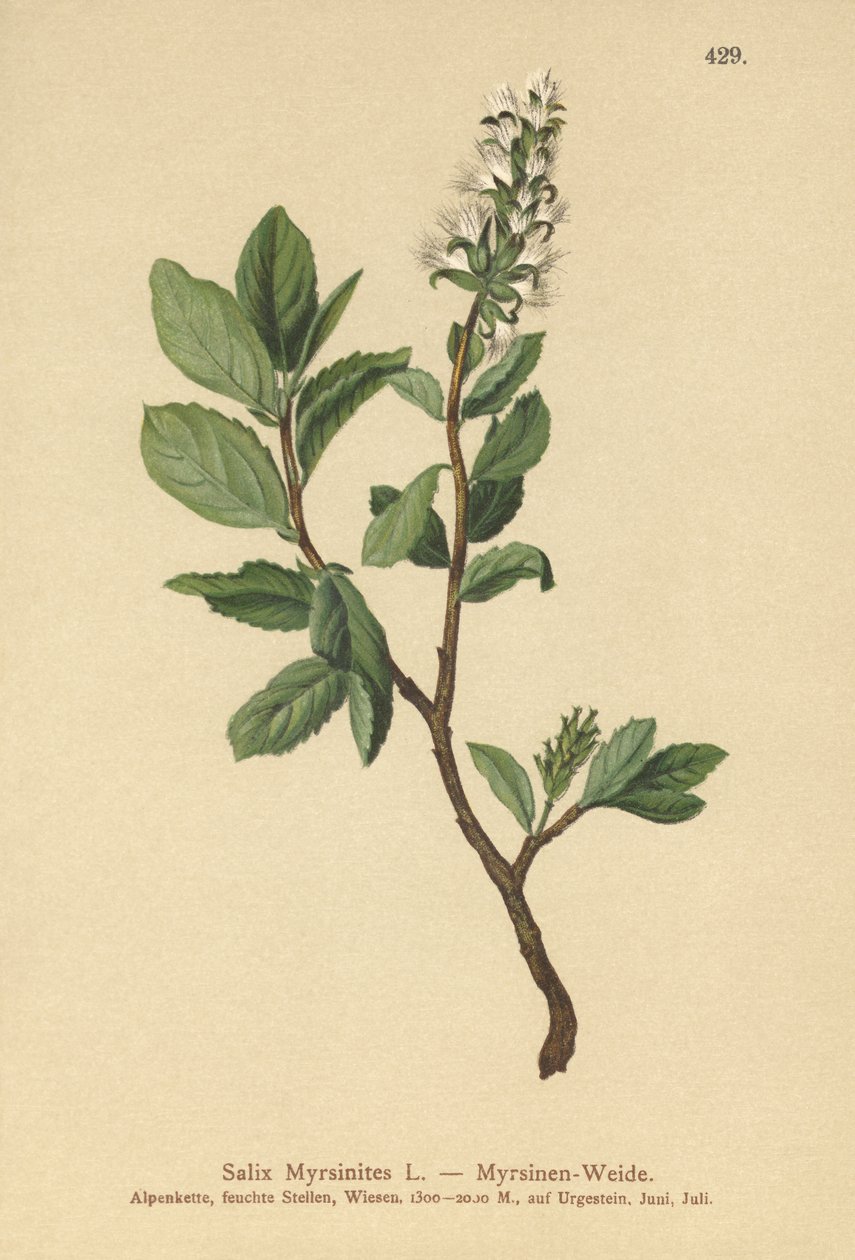 Myrtle vrba (Salix Myrsinites) od German School