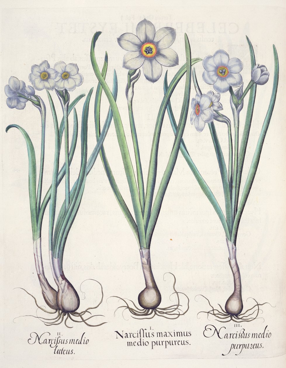 Narcisy: 1.Narcissus maximus medio purpureus; 2.Narcissus medio luteus; 3.Narcissus medio purpureus, z Hortus Eystettensis Basila Beslera (1561-1629), vyd. 1613 od German School