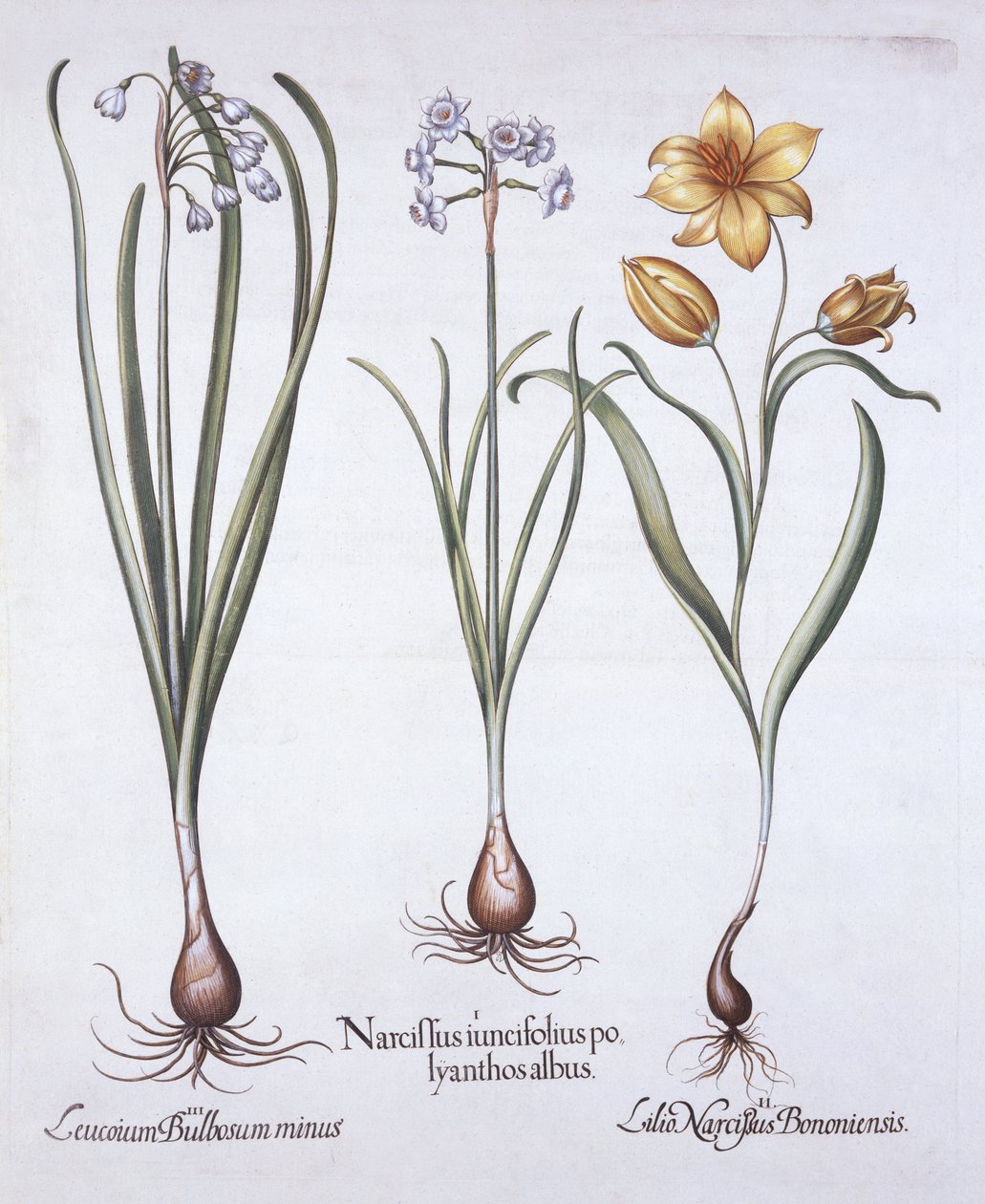 Narcis, tulipán a letní sněhová vločka, od Hortus Eystettensis, Basil Besler (1561-1629), hospoda. 1613 (ručně kolorovaná rytina) od German School